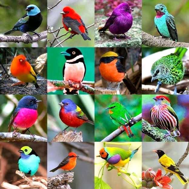 Piccoli uccelli puzzle online