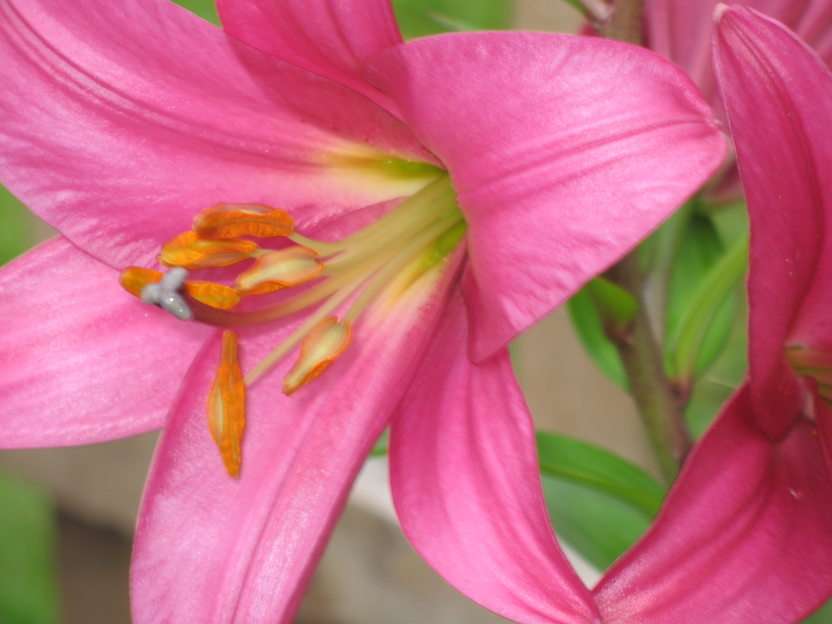Asiatic Lily puzzle online from photo