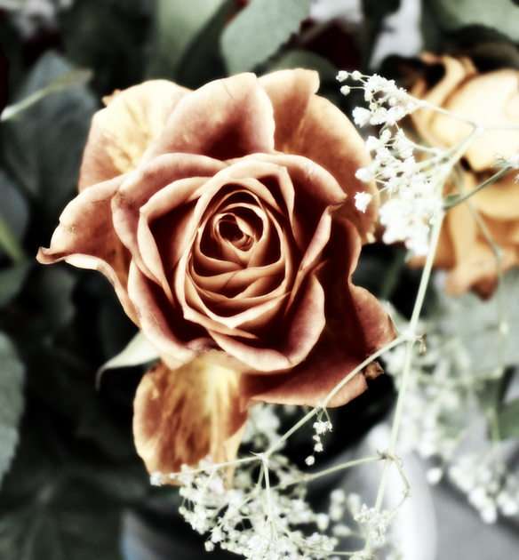 роза онлайн пъзел от снимка