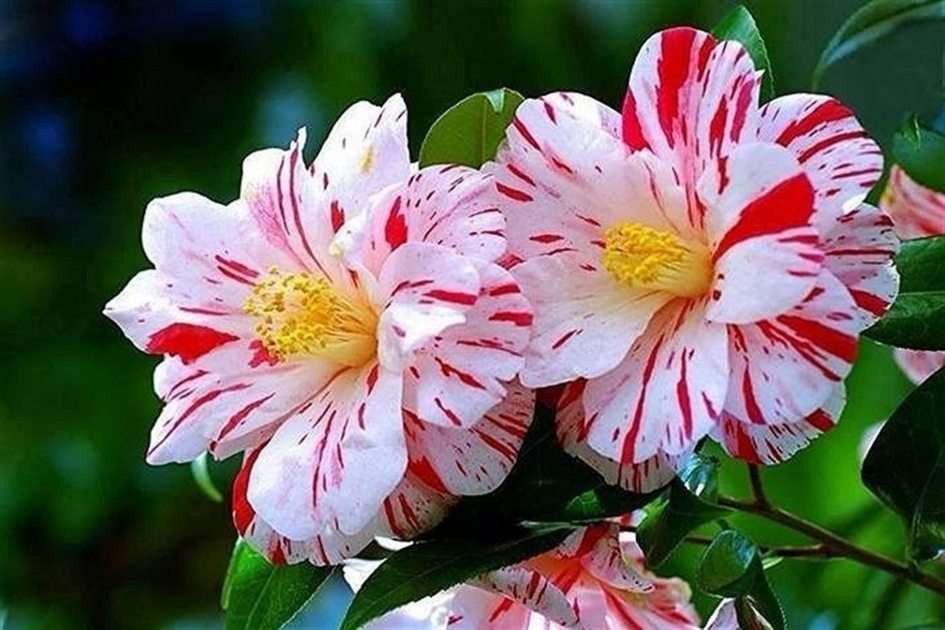 Barevné květiny online puzzle