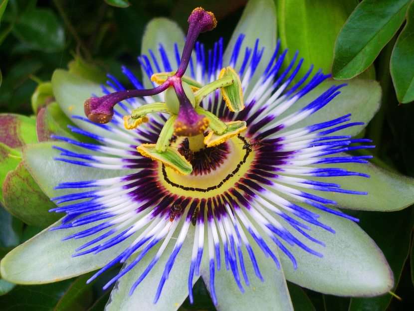Exotisk blomma pussel online från foto
