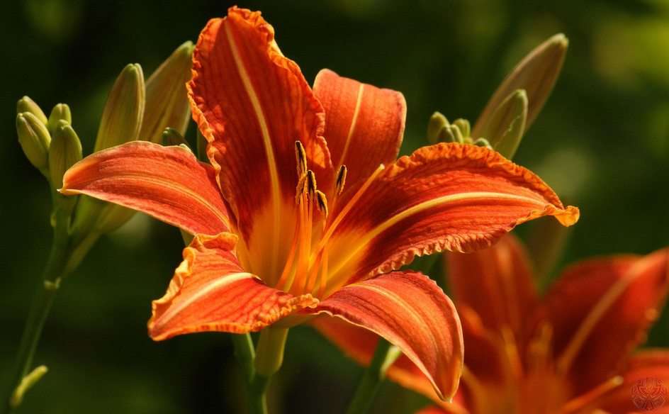 Lily puzzle online from photo