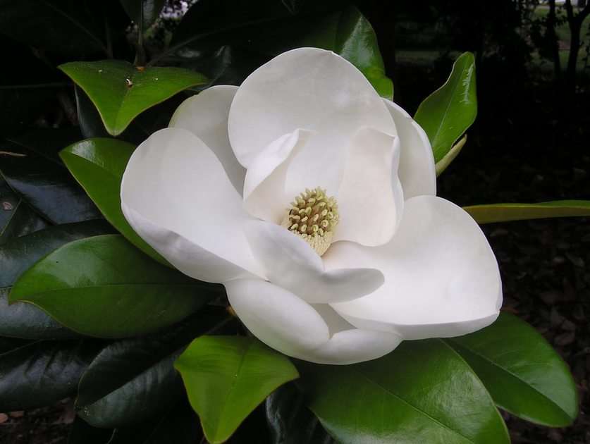 Witte Magnolia online puzzel