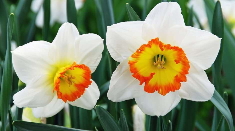 Narcissi puzzle online from photo