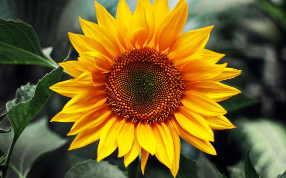 floarea-soarelui puzzle online din fotografie