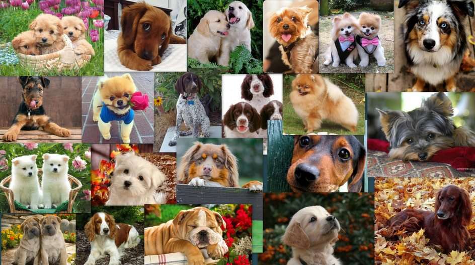 Puppies online puzzle