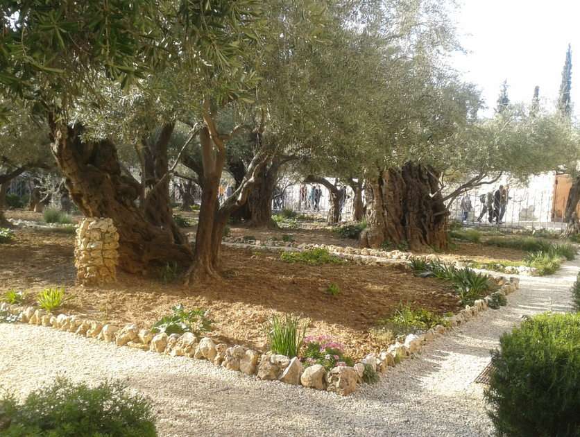 JARDÍN DE OLIVOS rompecabezas en línea