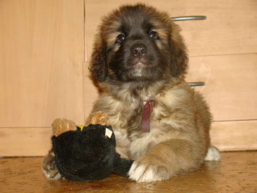 Leonberger Welpe Online-Puzzle