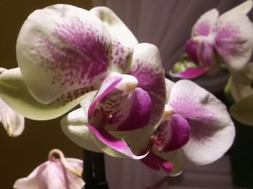 orquídea puzzle online