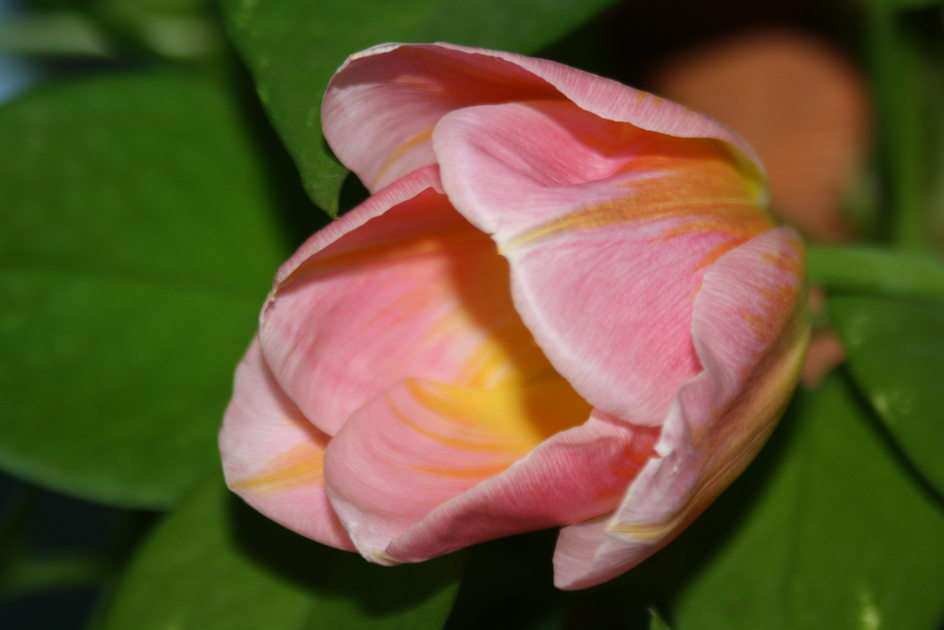 tulipán puzzle online fotóról