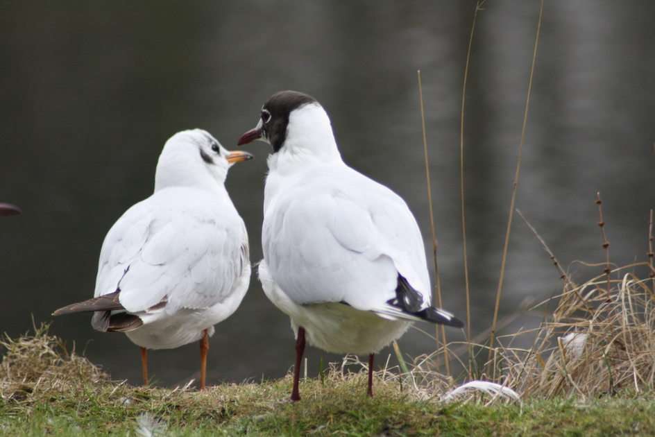 black-headed gulls puzzle online from photo