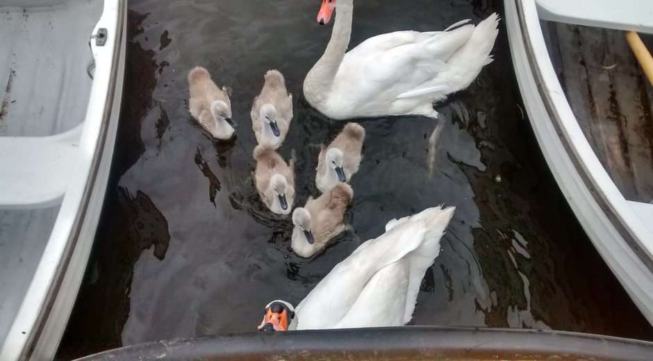 Swans and Signets puzzle online from photo