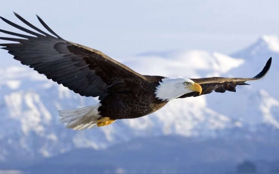 The Eagle puzzle online from photo