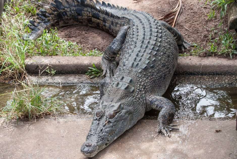 Crocodilo puzzle online a partir de fotografia