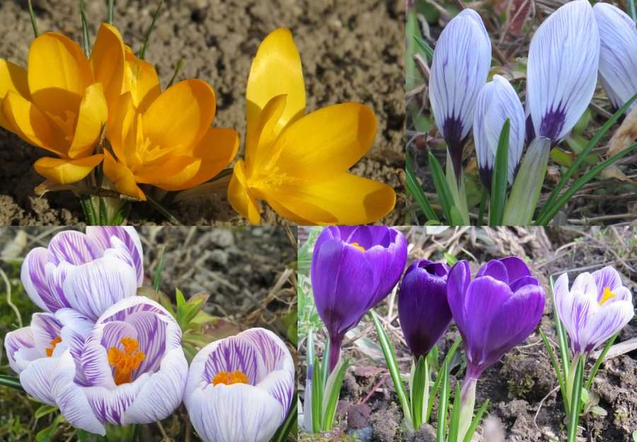Crocuses puzzle online from photo