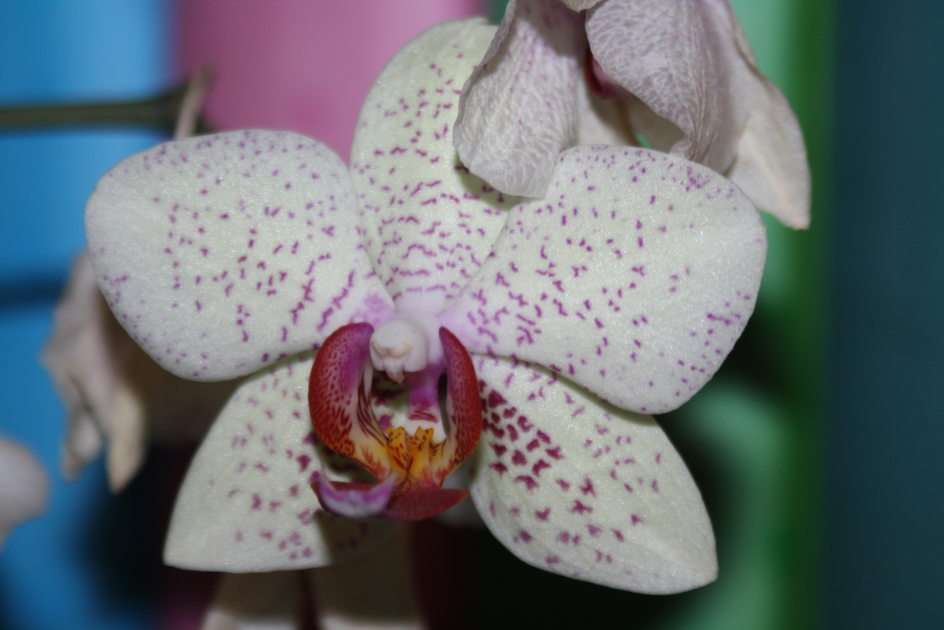 orchidee puzzel online van foto