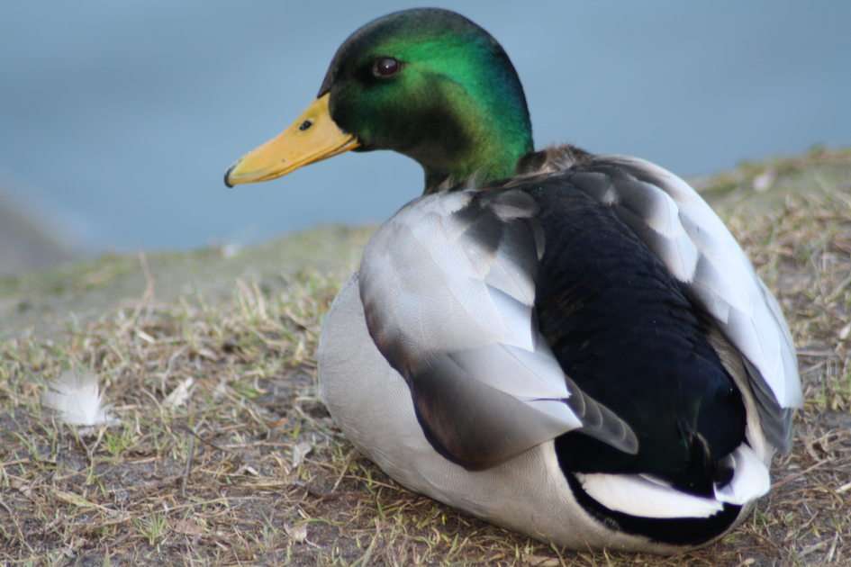 A male mallard duck puzzle online from photo