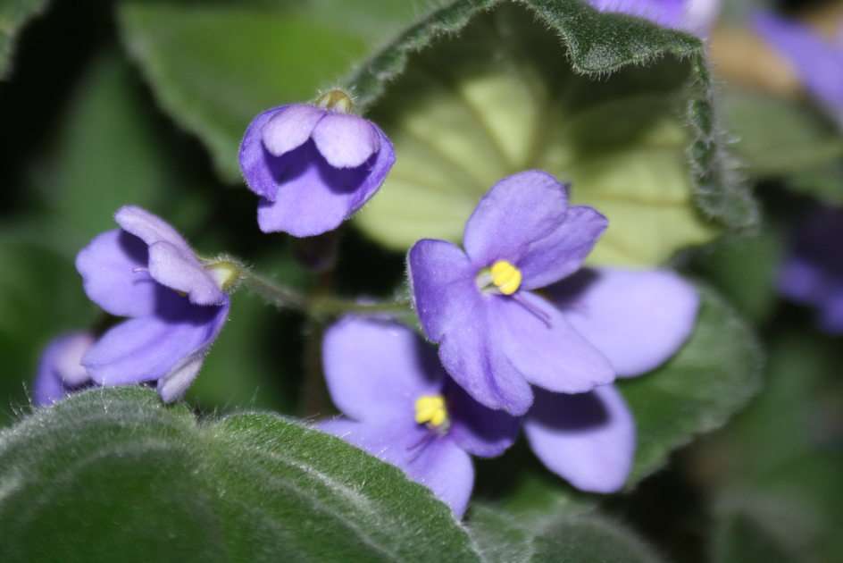 Violeta africana (sainpolia, violeta doméstica) puzzle online