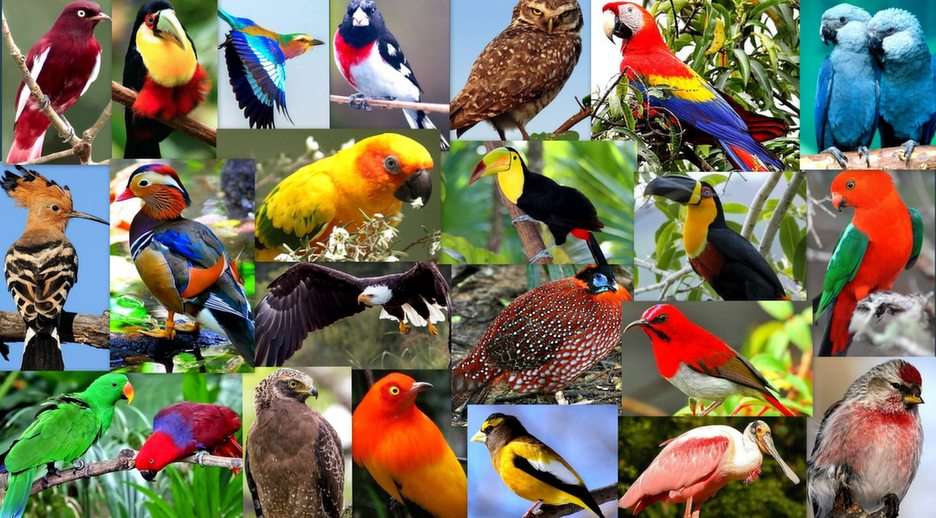 Os pássaros puzzle online