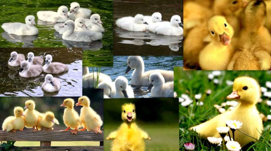 Patos e gansos puzzle online a partir de fotografia