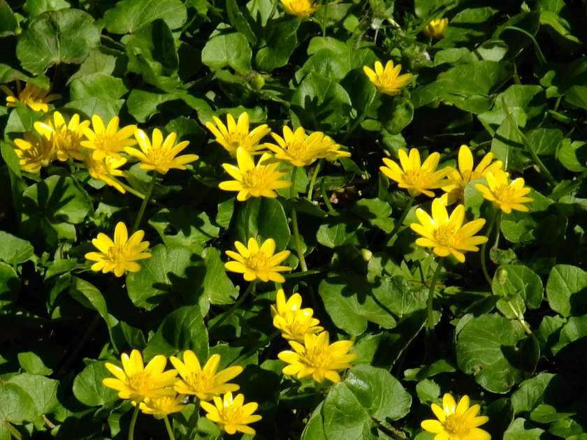 Gele anemoon puzzel online van foto