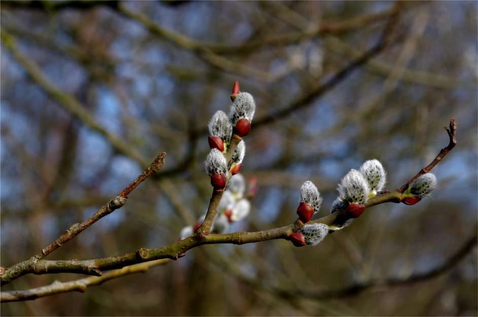 Catkins puzzle online from photo