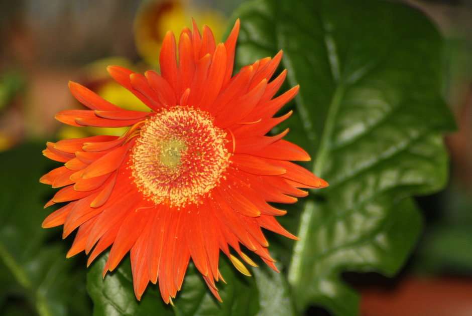 gerbera puzzle online from photo
