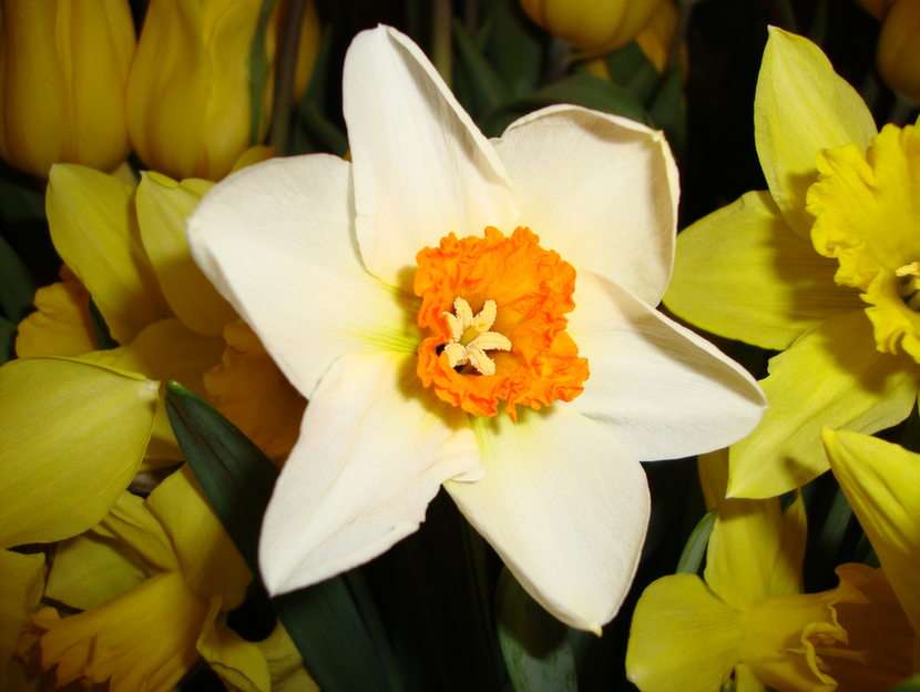 narcissus puzzle online from photo