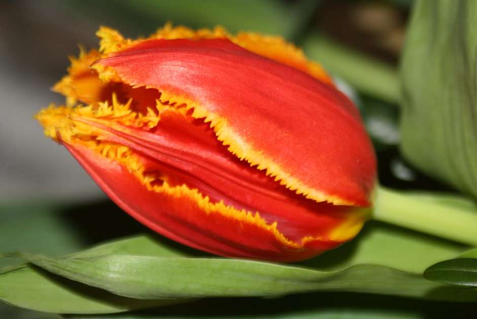 tulipano puzzle online