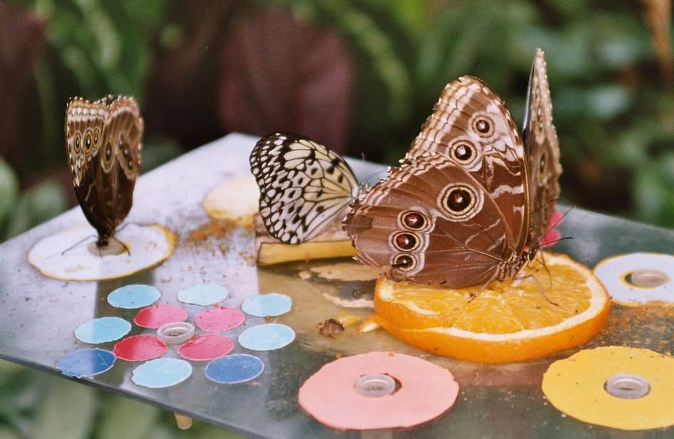 Schmetterlinge online puzzle