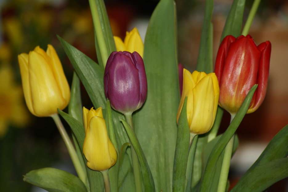 tulipány puzzle online z fotografie
