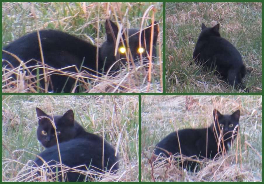 Μαύρη γάτα παζλ online από φωτογραφία