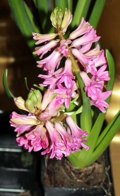 hyacinth puzzle online from photo