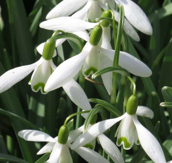 Snowdrops puzzle online from photo