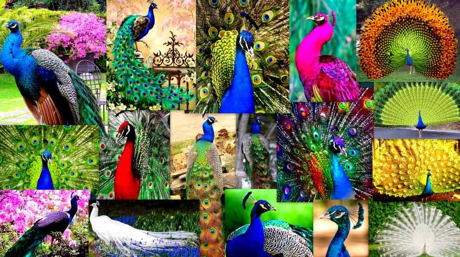 Fabulous peacocks online puzzle