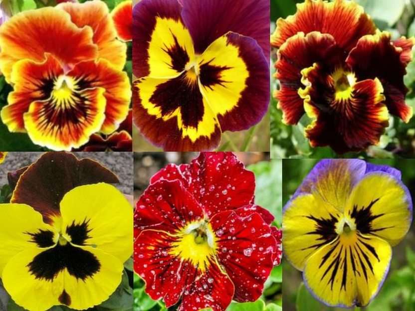 Pansies puzzle online from photo