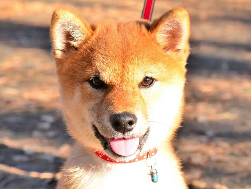 Shiba Inu-puppy puzzel online van foto
