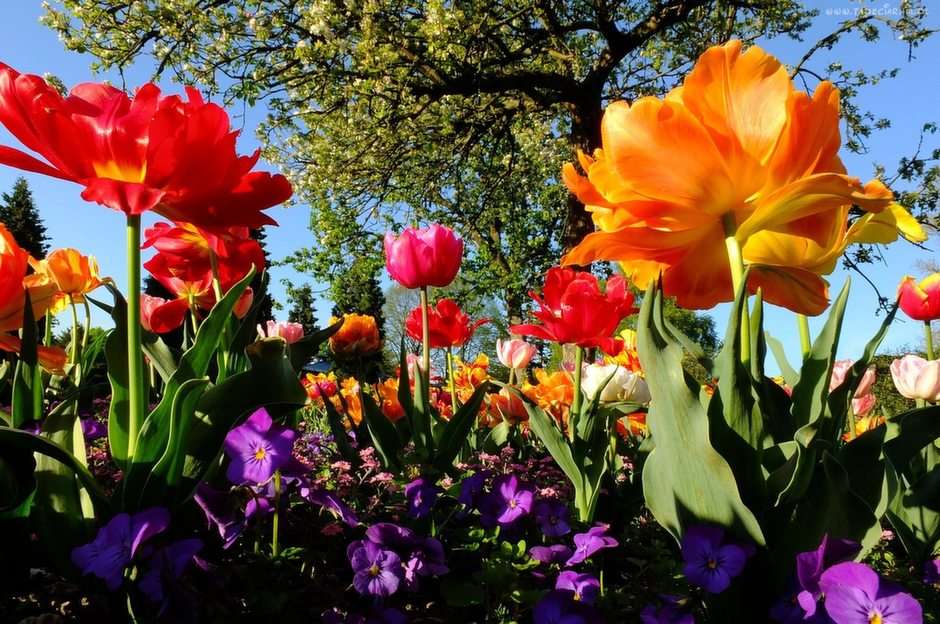 pansies tulips puzzle online from photo