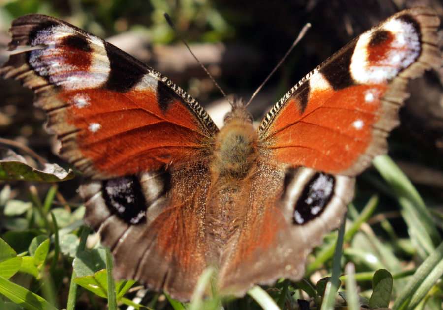 пеперуда онлайн пъзел от снимка