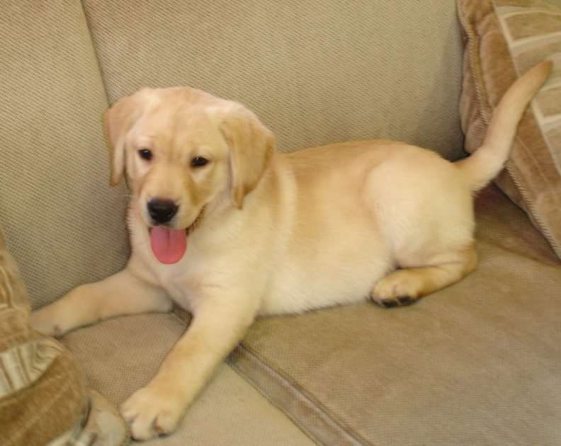 Cute Labrador Retrievers puzzle online from photo