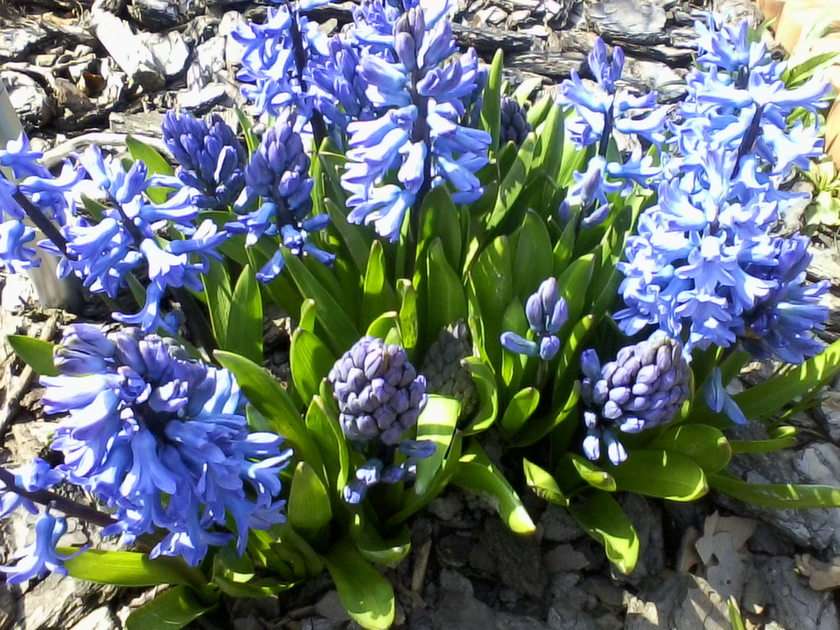 Hyacinty online puzzle