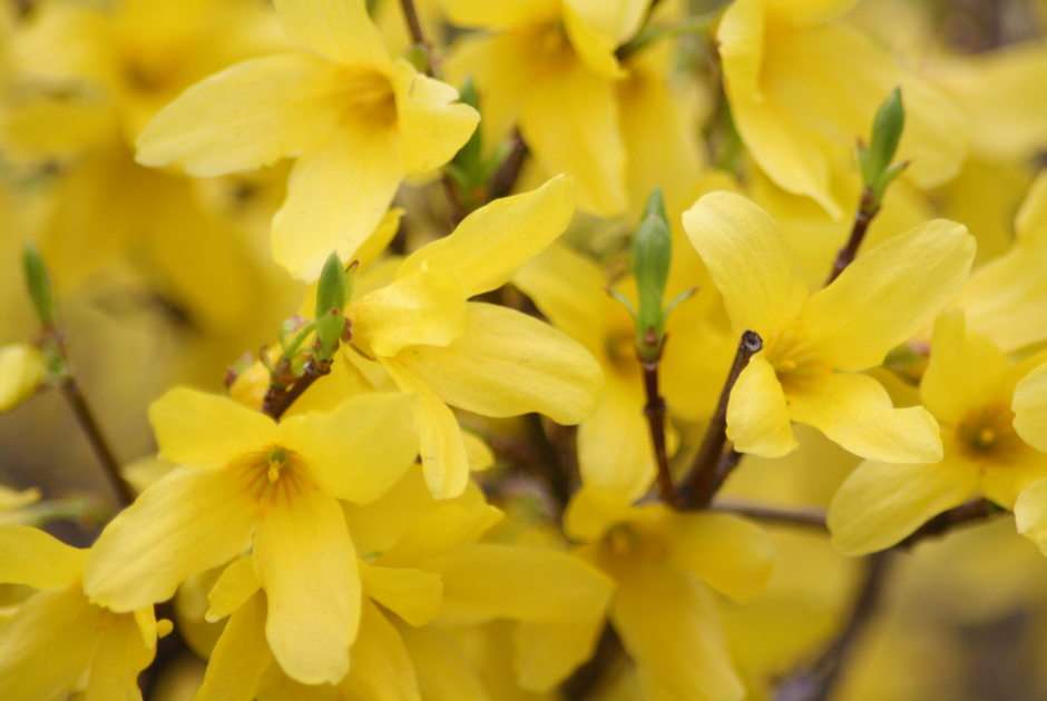forsythia puzzle online from photo