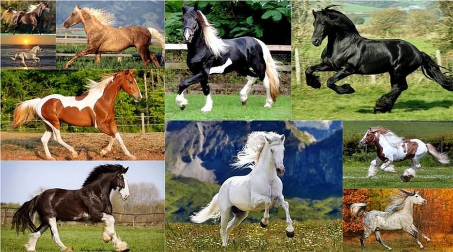 Hästar - skönhet i sin rena form Pussel online
