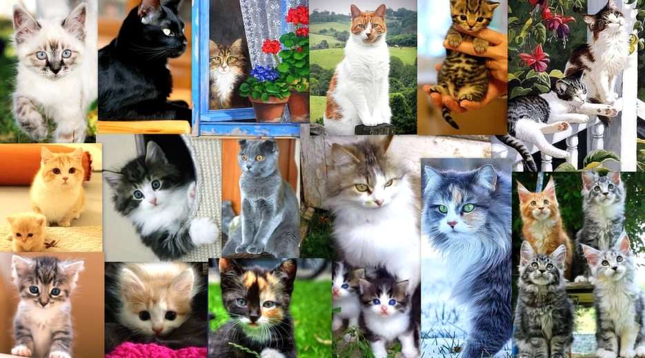Kittens puzzle online from photo