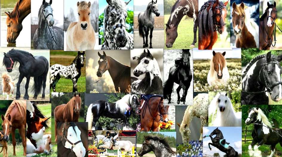 Les chevaux puzzle en ligne