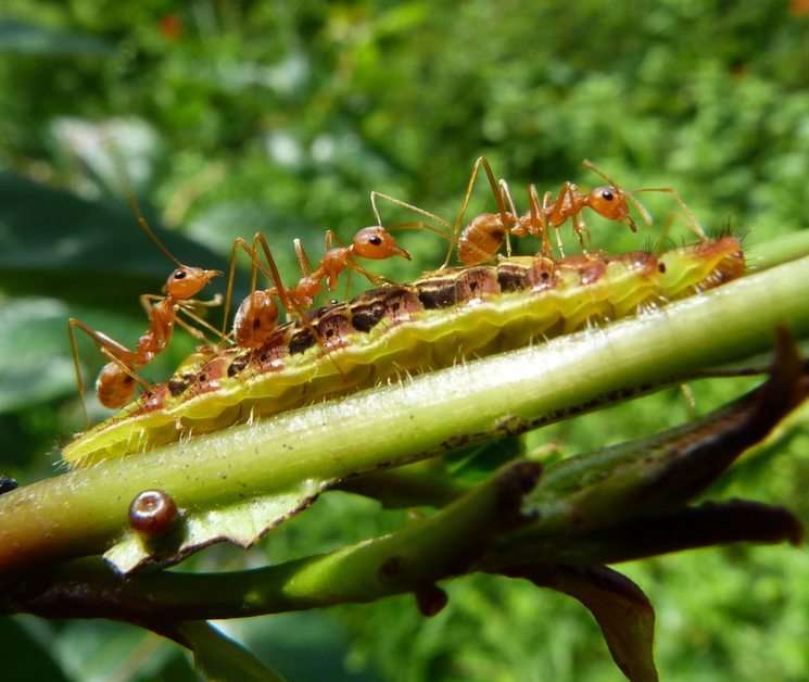 La fábula de la hormiga y la oruga pussel online från foto