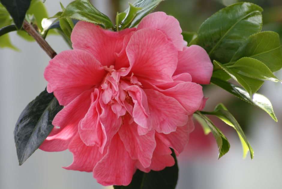 japanese camellia online puzzle