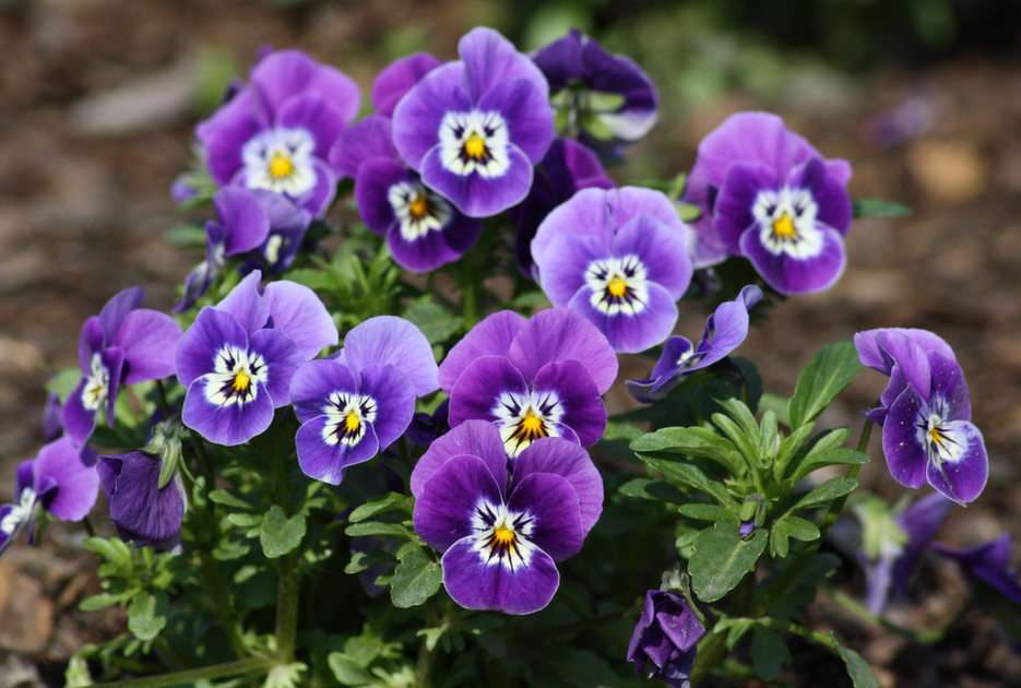 pansies puzzle online from photo