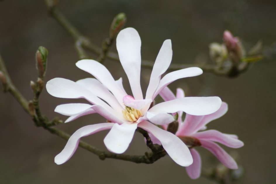 magnolia puzzel online van foto