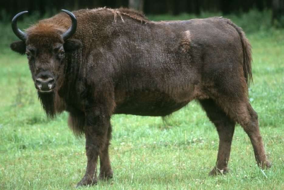 Wisent puzzle online from photo